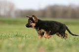 BERGER ALLEMAND 1135